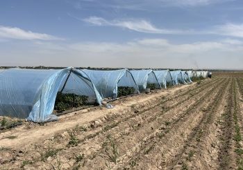 Перец F1 Юбилейный Семко - 8 месяцев в теплицах Узбекистана