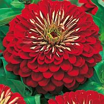 семена циннии Гранада