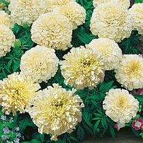 семена тагетеса (бархатцев) Килиманджаро