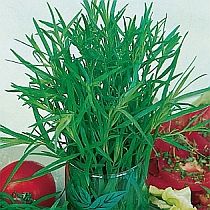 семена эстрагона Жулебинский Семко