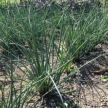 семена шнитт лука Медонос