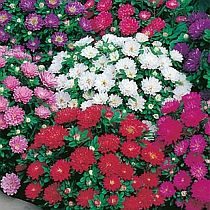 семена астры пионовидной Пиноккио