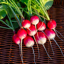 Семена редиса Политез