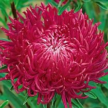 семена астры хризантемовидной Амстел