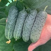 Семена огурца Пасадобль F1