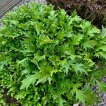 Семена капусты японской Мизуна