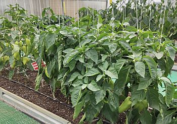 Формирование сладкого перца в защищенном грунте