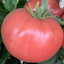 Семена томата Розовый Сон F1