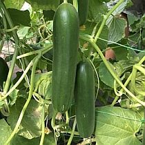 Семена огурцов 16-25 см Арагац F1