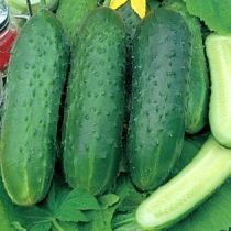 Семена огурца Косинский F1