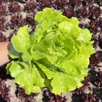 семена кочанного салата  Парма 