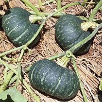 семена тыквы Свит Коб F1