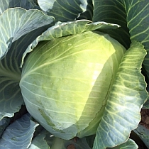 Семена капусты белокочанной Мидор F1