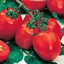 Семена томата Вундеркинд F1