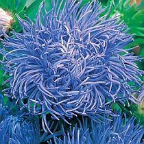 семена астры хризантемовидной Хорн