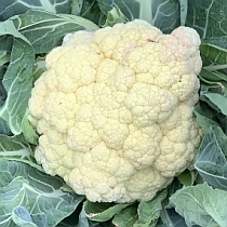 Семена цветной капусты Снежок F1