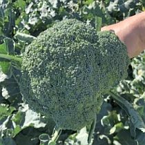Семена капусты брокколи Батавия F1