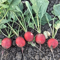 Семена редиса Вера МС