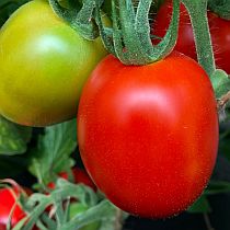 Семена томата Отличник F1