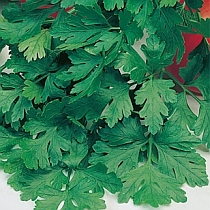 семена петрушки листовой Итальянский Гигант