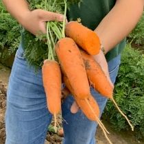 Семена моркови Лидия F1