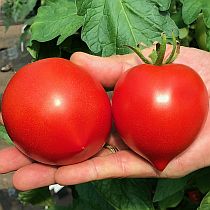 Семена томата Семко 2010 F1