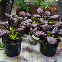 Семена капусты китайской Руби F1