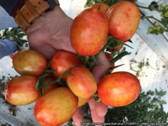 Вирус бурой (коричневой) морщинистости плодов (Tobamovirus, ToBRFV)