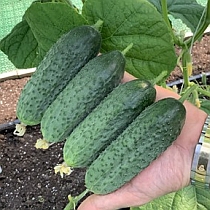 Семена огурца Кумбор F1