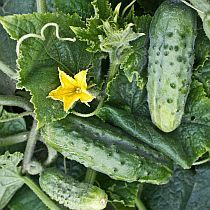 Семена огурца Семкросс F1