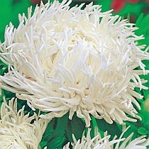 семена астры хризантемовидной Андайк