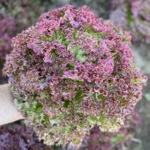 семена листового салата Лолло Росса