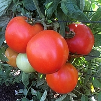 Семена томата Крепыш F1