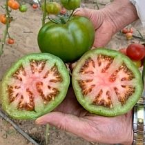 Семена томата Грин Биф  F1