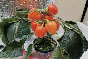 Богатыри сити-фермерства! Добрыня Никитич!