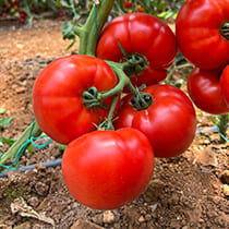 Семена томата Редфорт F1