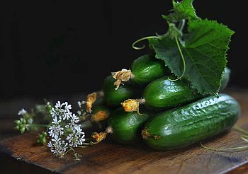 Агротехника огурца от начала до конца