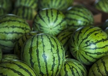 Технология выращивания триплоидных (бессемянных) гибридов арбуза