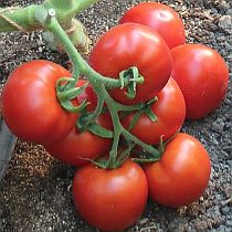 Семена томата Катя F1