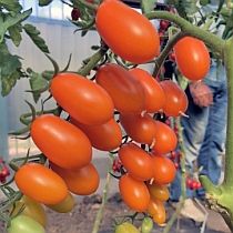 Семена томата Черри Лиза F1