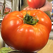 Семена томата Стан 5000 F1