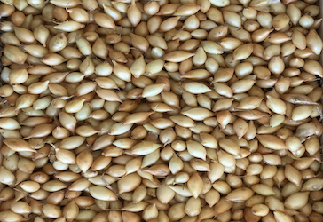 Весенняя посадка лука-севка