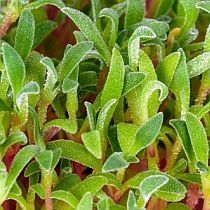 Семена микрозелени мезембриантемума Хрустальная трава