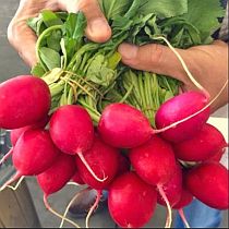 Семена редиса Гром F1