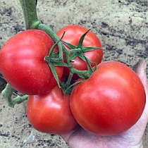 Семена томата Эсфигмен F1