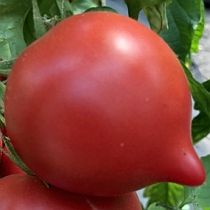 Семена томата Фифти (50) F1