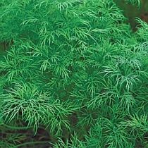 семена укропа Дукат