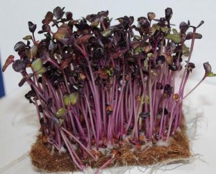 Микрозелень в массы.