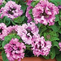 семена петунии махровая гибридная