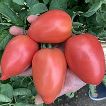 Семена томата Бинго 21 F1